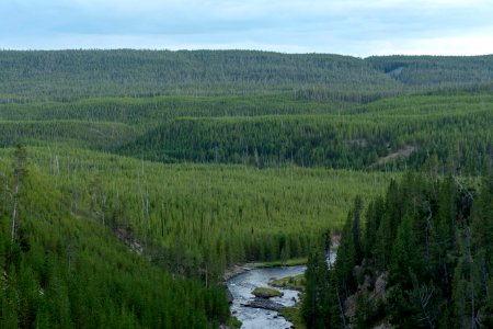Lodgepole pine regrowth after 1988 fire along Gibbon River
