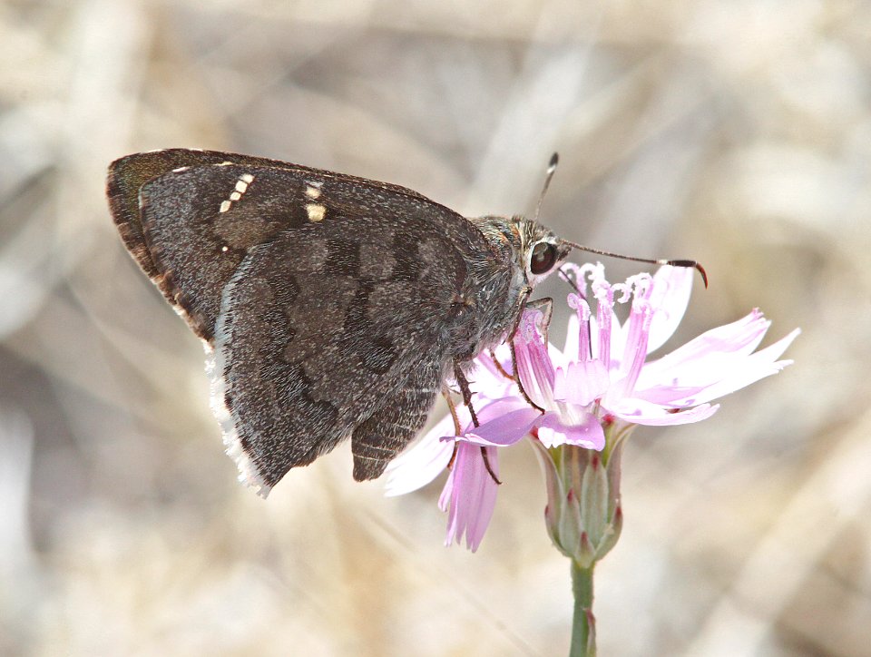 SKIPPER, ACACIA (Cogia hippalus) (6-2-11) bog hole, san rafael grasslands, scc,az -01