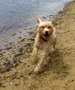Maggie at Brighton Dog Beach