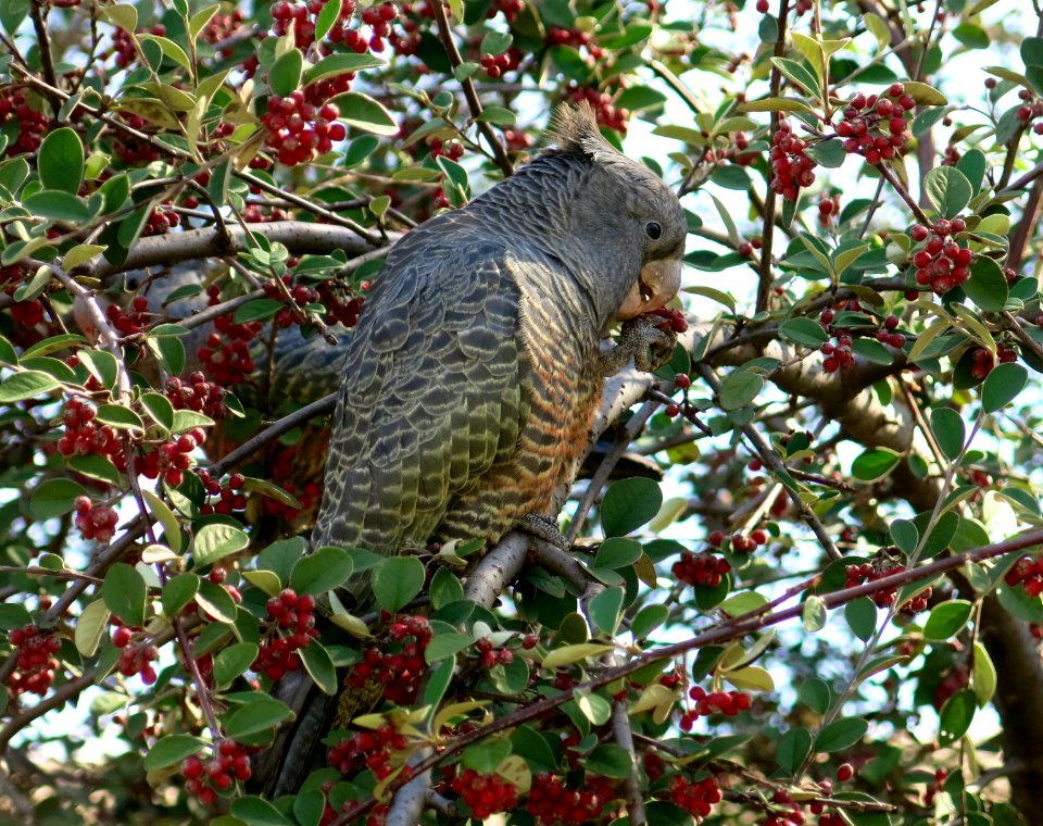 Gang gang cockatoo (female)