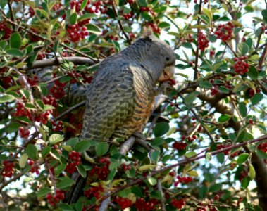 Gang gang cockatoo (female)
