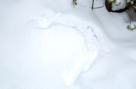 Ruffed grouse tracks in snow photo