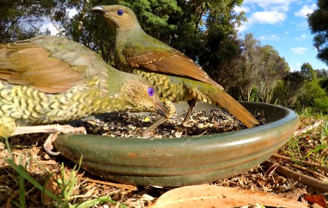Satin bowerbirds