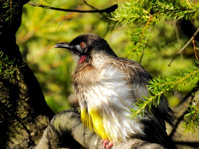 Red wattlebird photo