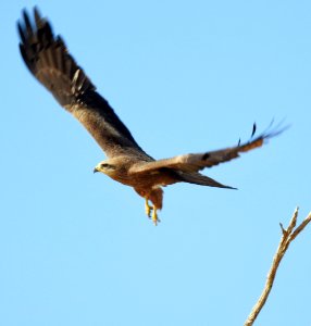 Whistling kite in flight