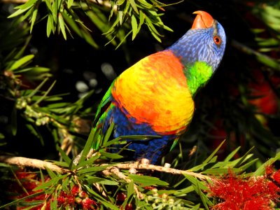 Rainbow lorikeet