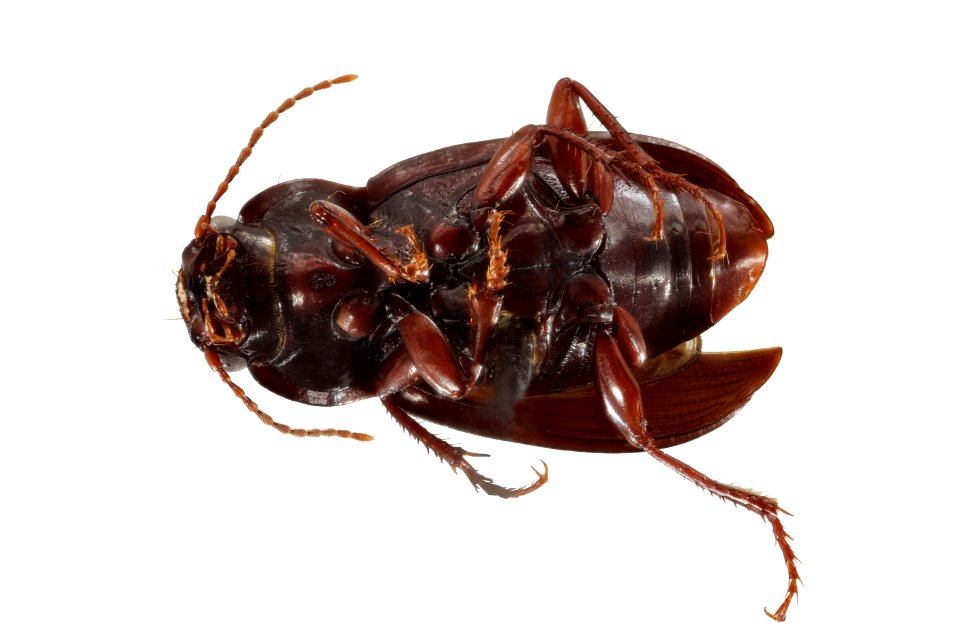 Amara apricaria (bottom view)