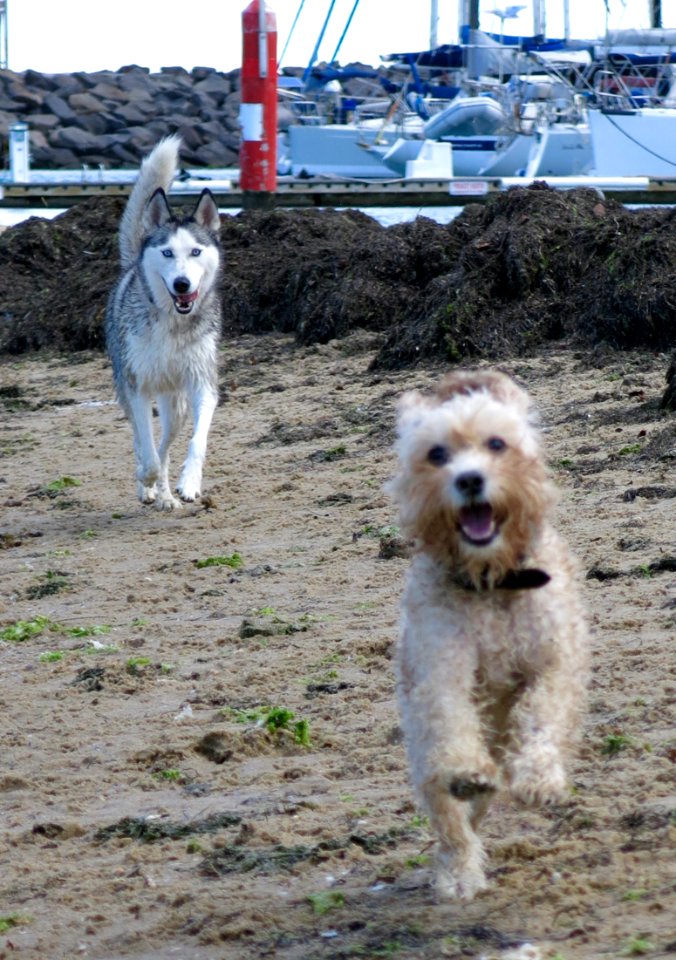 Maggie at Brighton Dog Beach