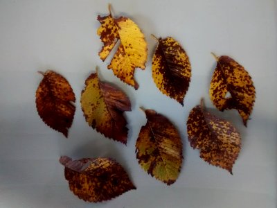 Leaves U. Minor?? ACH15