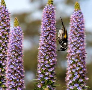 New holland honeyeater