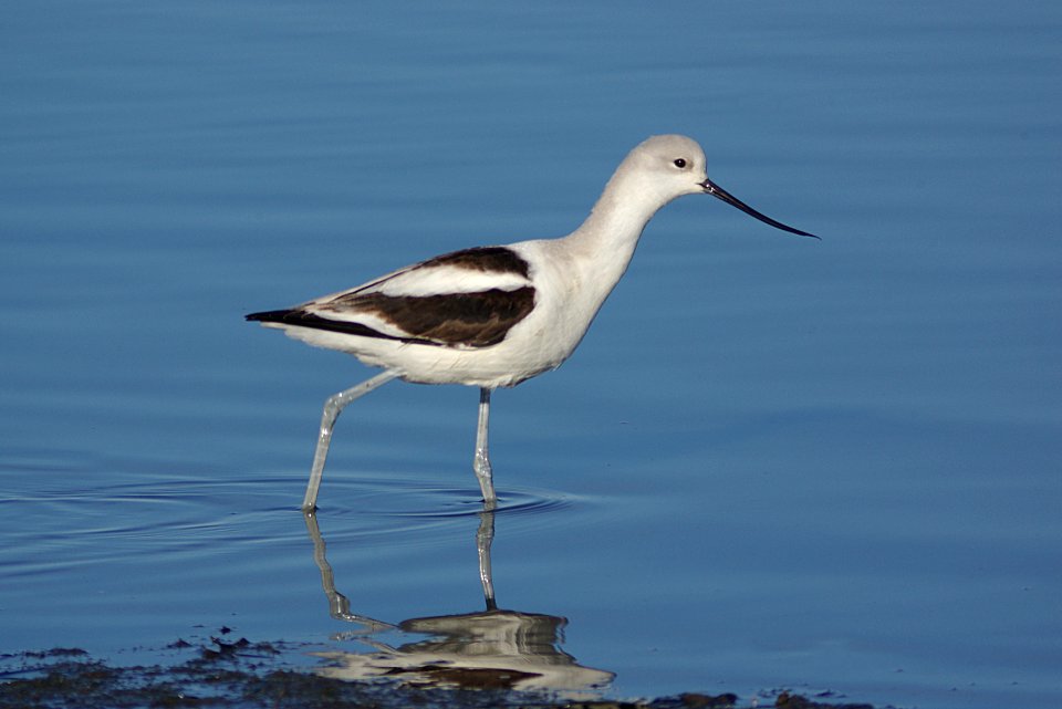 AVOCET, AMERICAN (1-31-08) -1