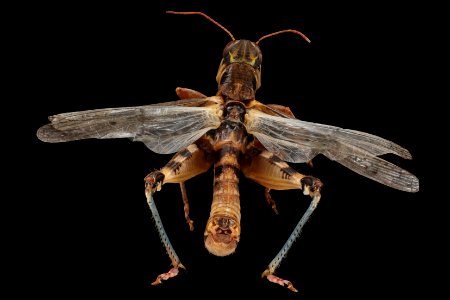 Melanoplus infantilis (top view)