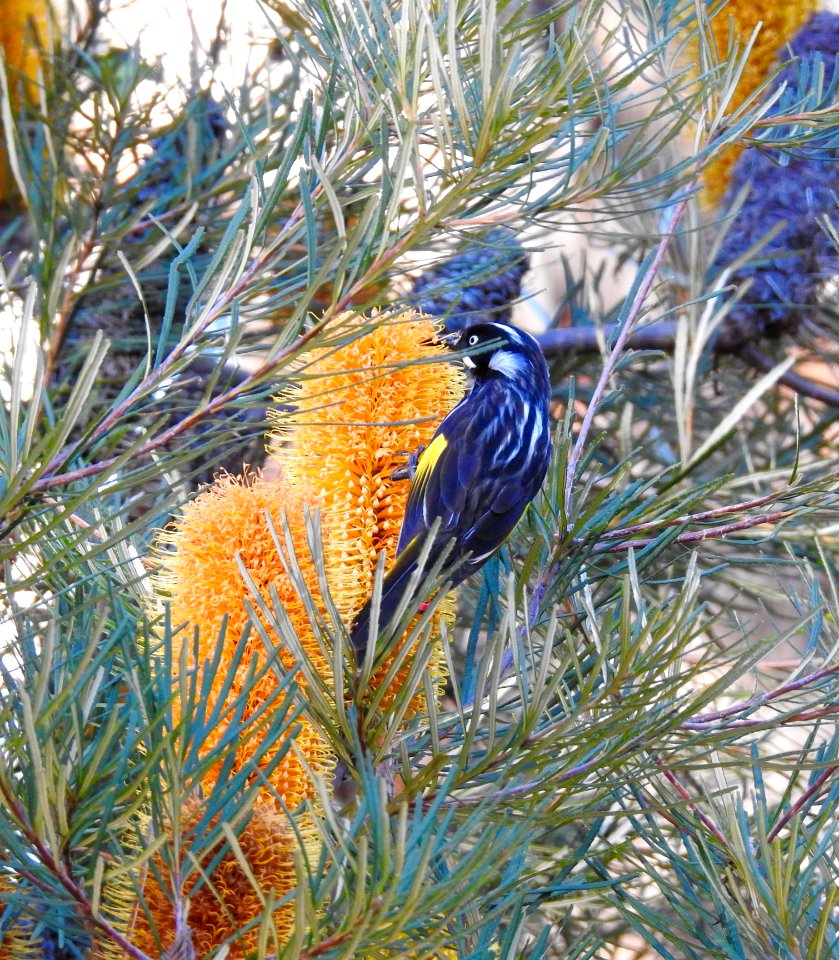 New Holland honeyeater
