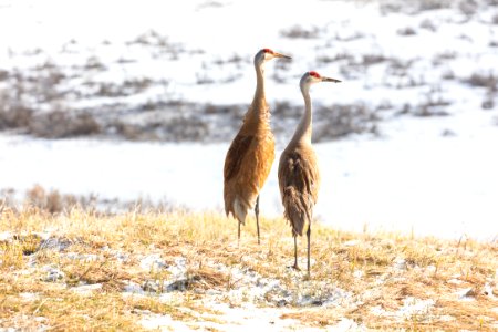 Sandhill cranes in Hayden Valley