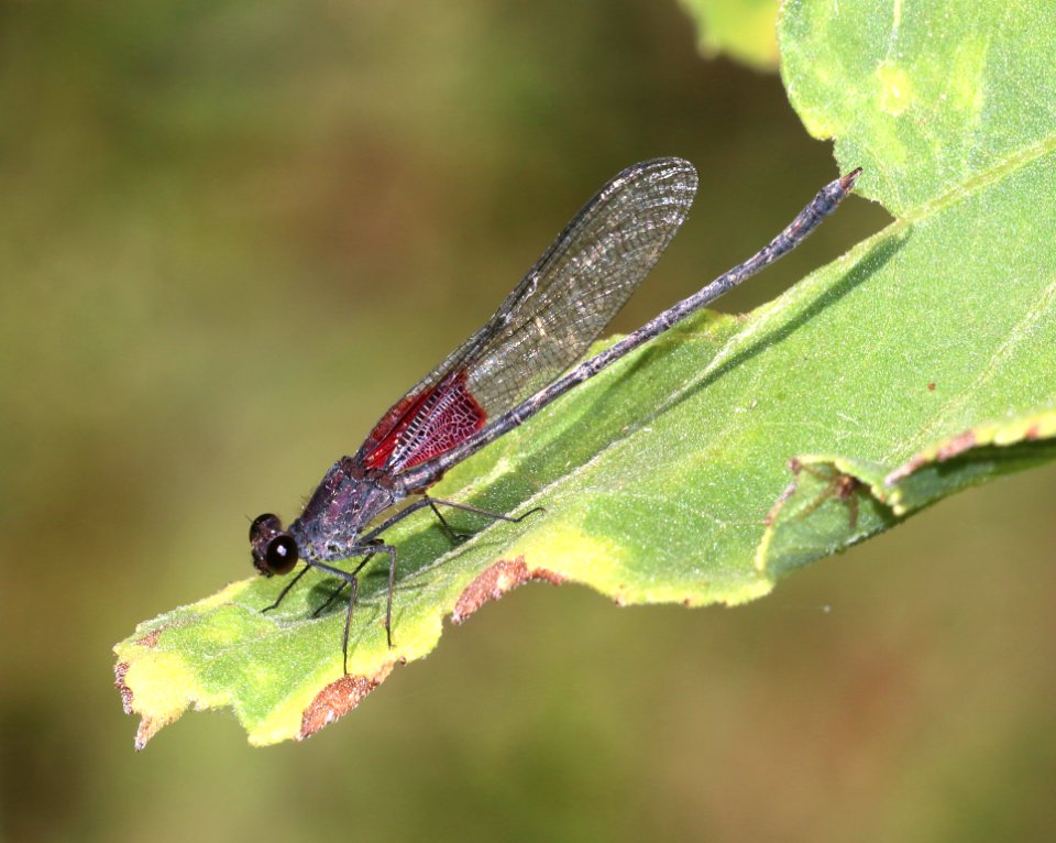 RUBYSPOT, AMERICAN (Hetaerina americana) (10-4-2020) sonoita creek near patagonia lake, santa cruz co, az -02 male