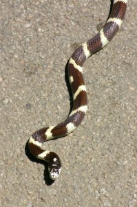 KINGSNAKE, COMMON (lampropeltis getula) (6-4-09) cerro alto c g rd, slo co, ca -01
