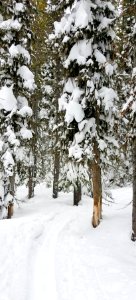Howard Eaton Trail south of Old Faithful