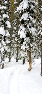 Howard Eaton Trail south of Old Faithful photo