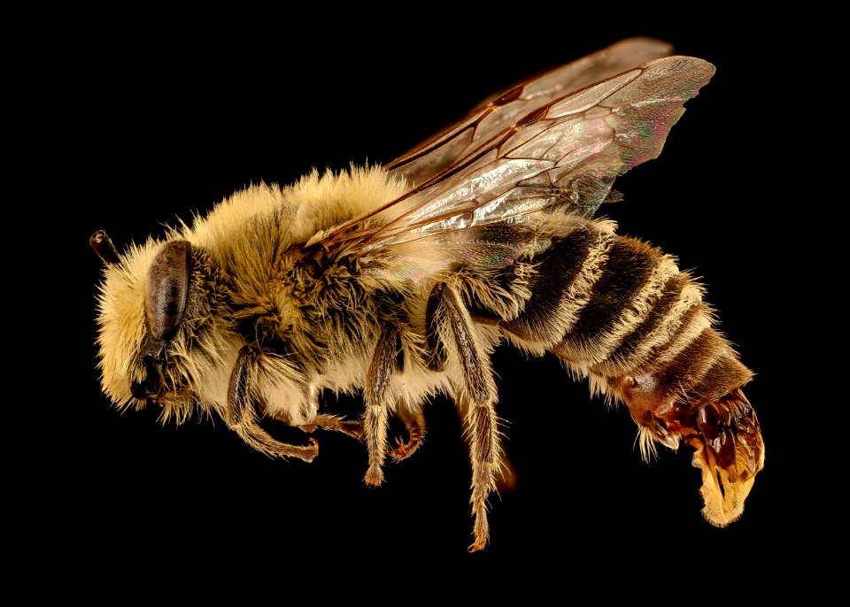 Colletes kincaidii, f, right, Grant Co., Hyannis, NE 2018-08-10-15.59.54 ZS PMax UDR