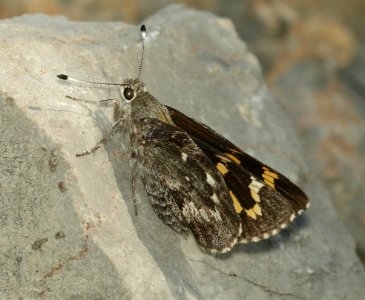 GIANT-SKIPPER, HUACHUCA (Agathymus evansi) (9-19-2019) garden canyon, ft huachuca, huachuca mts, cochise co, az (5)