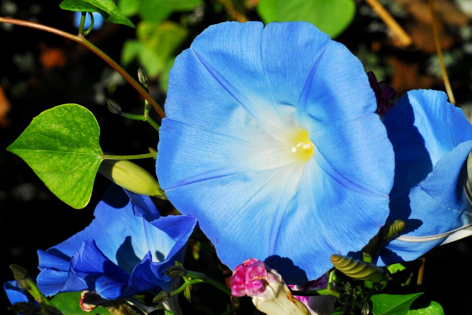 Flower floral botanical