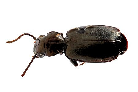 Bembidran sp. (top view)