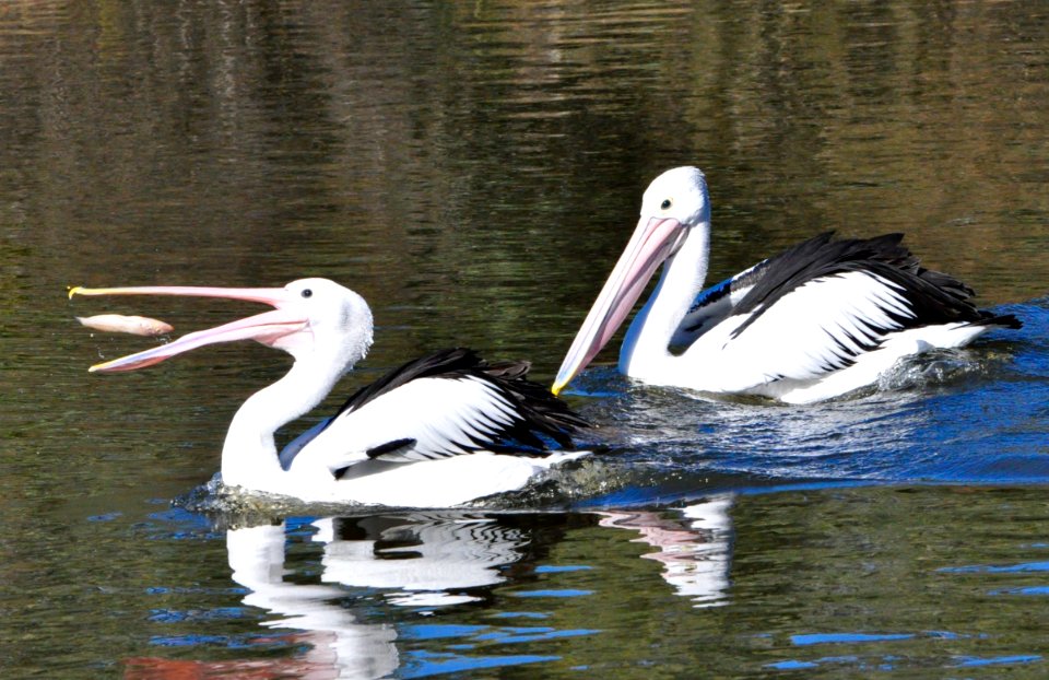 Pelicans eating fish