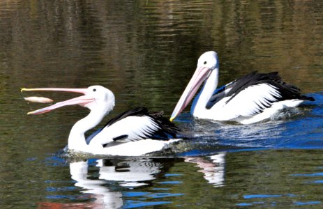 Pelicans eating fish