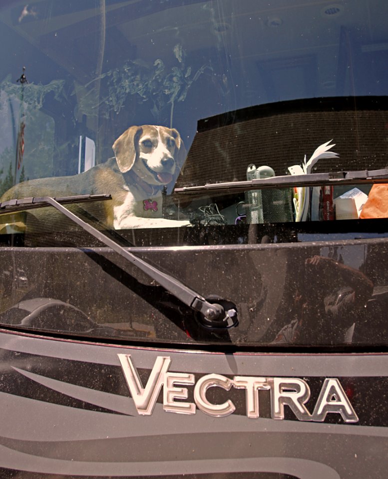 Dog in RV