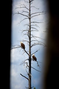 Bald eagles