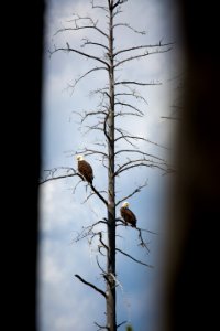 Bald eagles photo