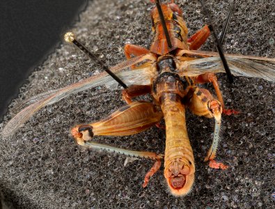 Melanoplus sanguinipes top