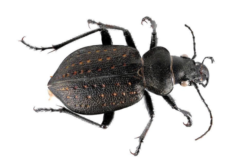 Fiery Hunter Beetle (Top View) - Calosoma tepidium