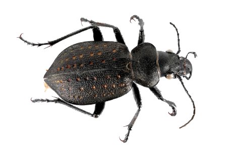 Fiery Hunter Beetle (Top View) - Calosoma tepidium