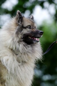 Wuschelig purebred dog pets