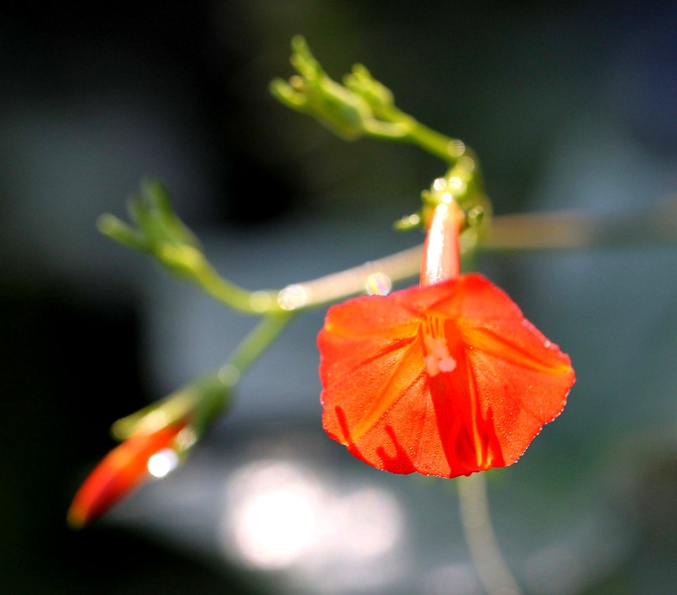 SCARLET CREEPER (Ipomoea coccinea) (8-28-10) blue haven rd, patagonia, scc, az -02