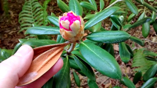 Rhodo R4A leaf fuzz