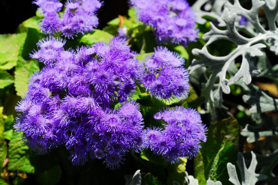 Garden plant flora