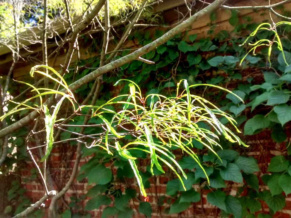 IMG 20151010 131620793 HDR