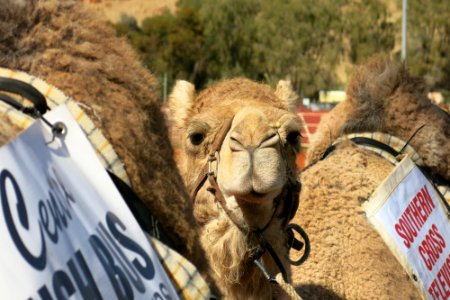 Pre-race nerves at the Alice Springs Camel Cup photo