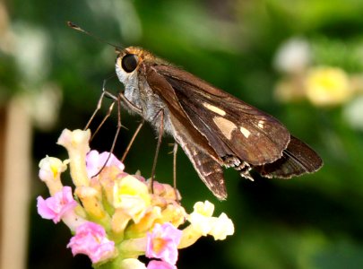 SKIPPER, PURPLE-WASHED (Panoquina lucas) (11-19-13) roma, starr co, tx -02
