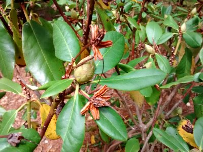 rhodo R5D bud