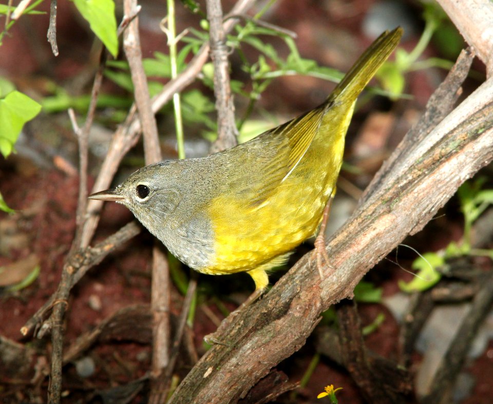 815 - MACGILLIVRAY'S WARBLER (8-30-13) fem, pena blanca lake, scc, az -01