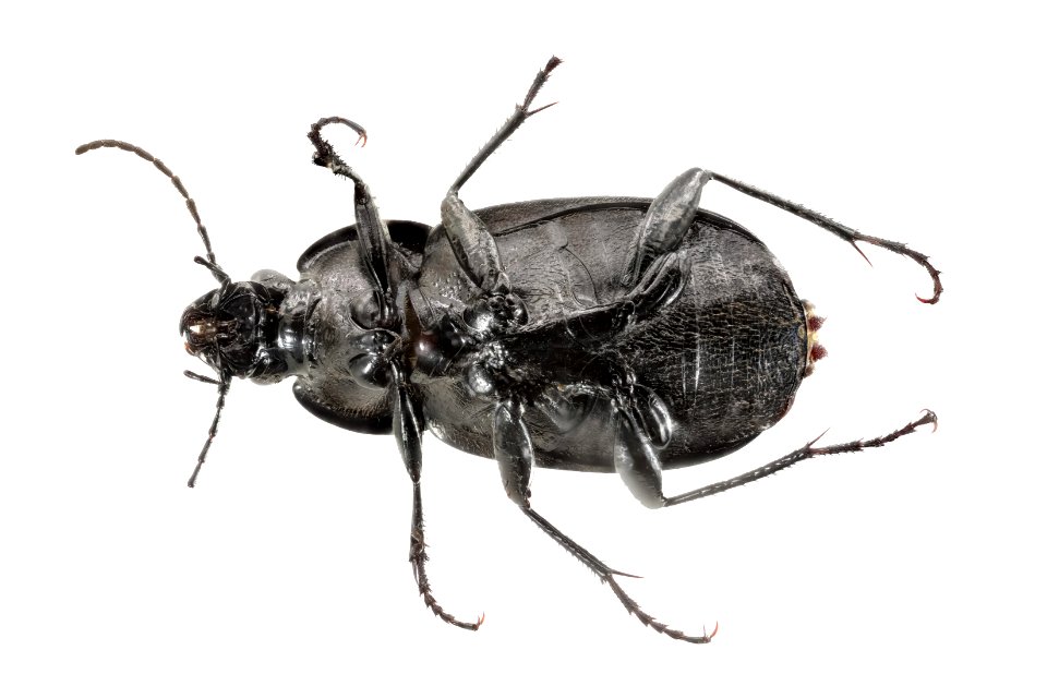 Chlaenis alternatus (bottom view)