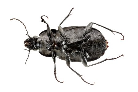 Chlaenis alternatus (bottom view)