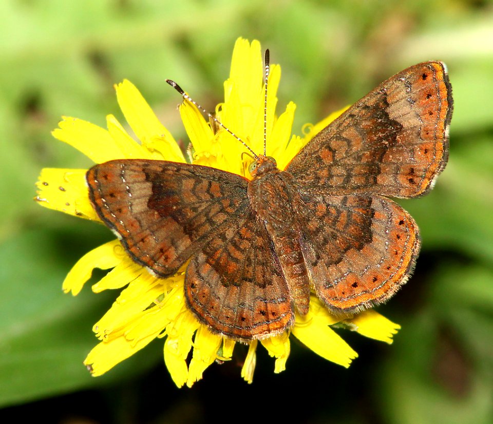 METALMARK, FATAL (Califelis nemesis) (7-9-12) patagonia lake, scc, az -01