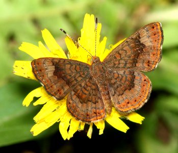 METALMARK, FATAL (Califelis nemesis) (7-9-12) patagonia lake, scc, az -01