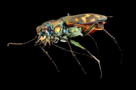 Cicindela haemorrhagica 29JUL2019 MAMM Oberg side2