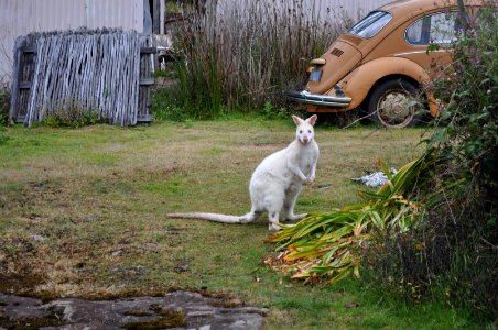 Albino wallaby