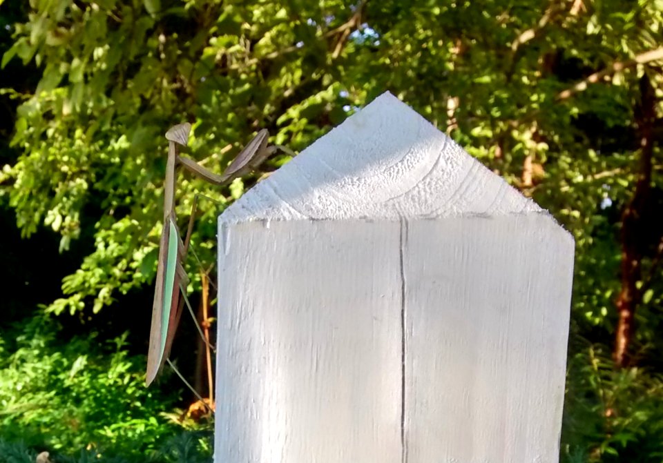 IMG 20150916 080126280 HDR
